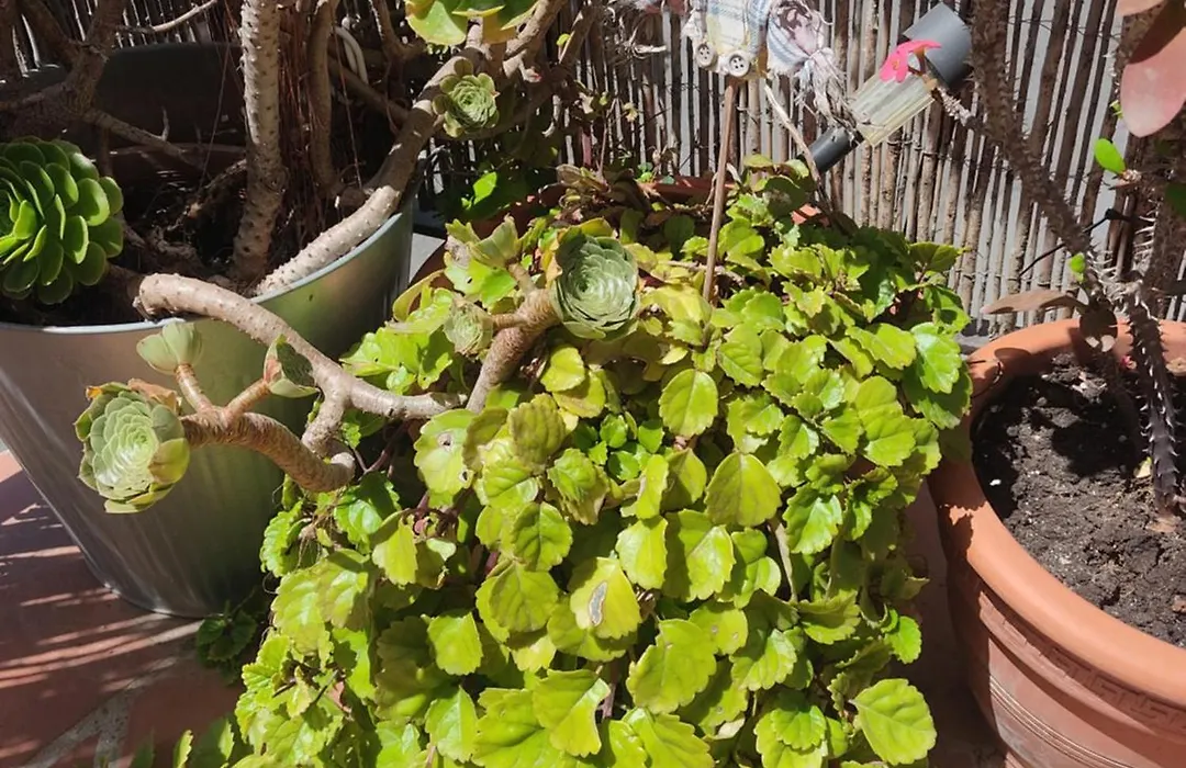 Apartamento Turístico FlorHouse-1
