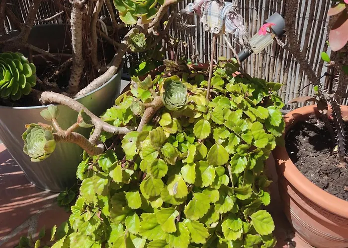Apartamento Turístico FlorHouse San Luis de Sabinillas admite animales